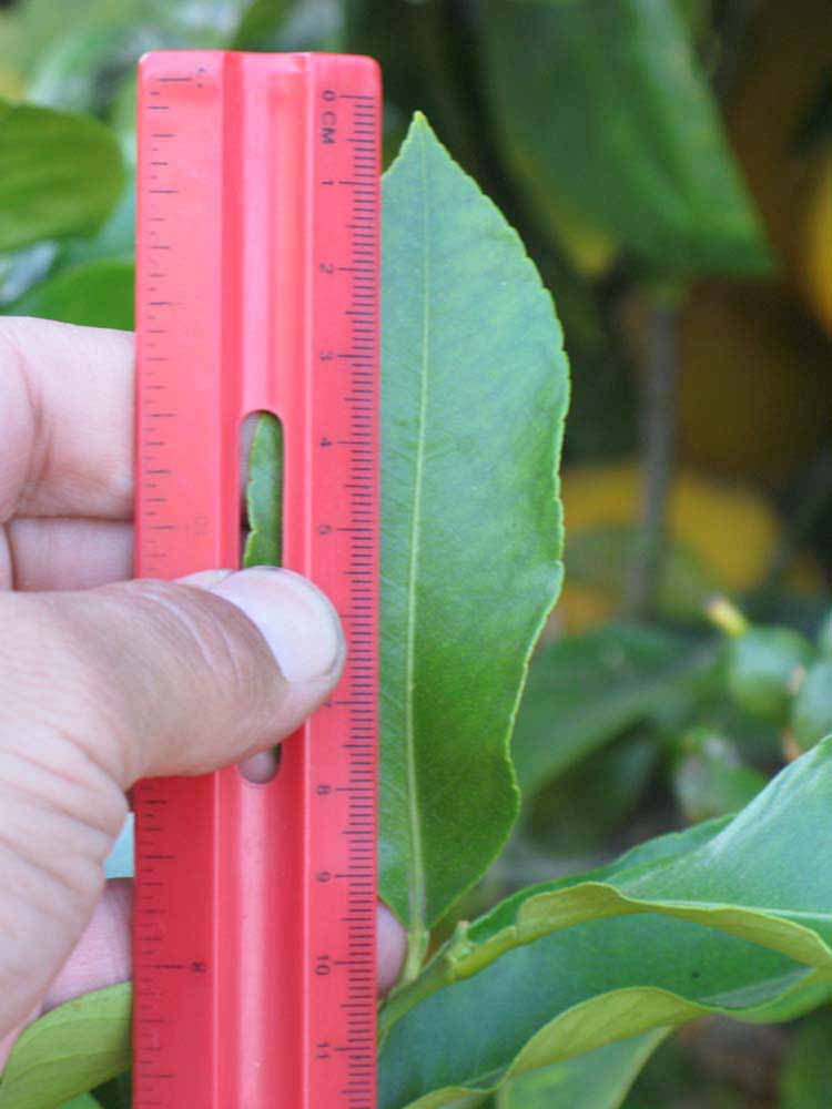              Unifoliolate leaf of  Citrus  x  bergamia        (Bergmot, Riverside, CA)       